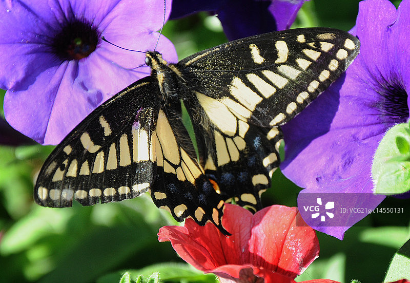 燕尾服图片素材