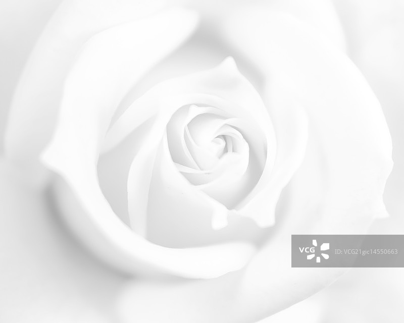 玫瑰特写图片素材