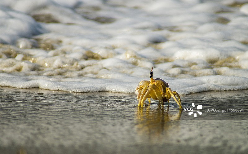 甲壳类动物图片素材
