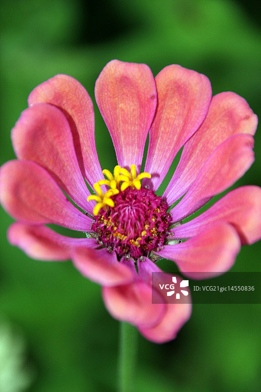 诺斯波特百日草图片素材