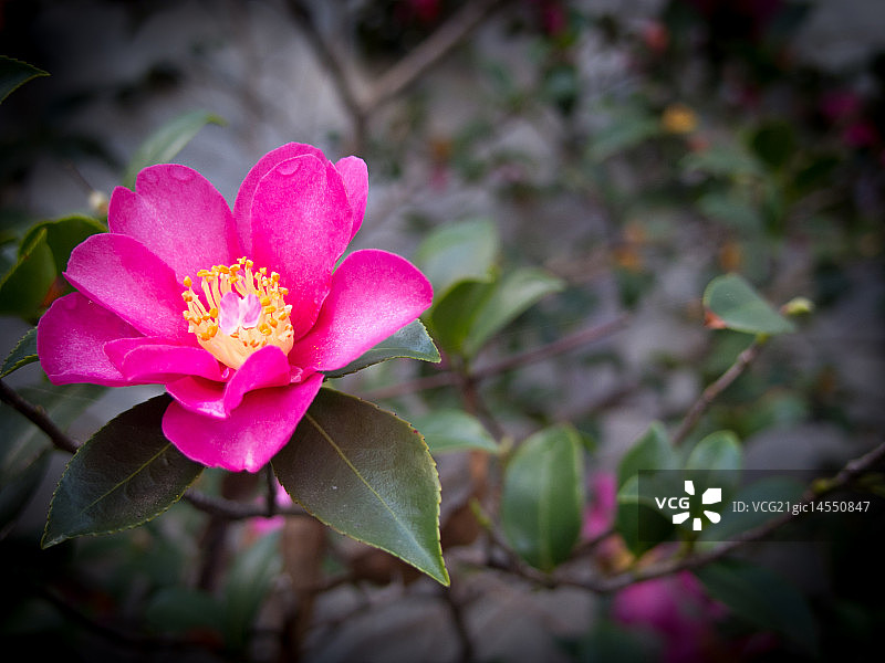 品红色花朵图片素材