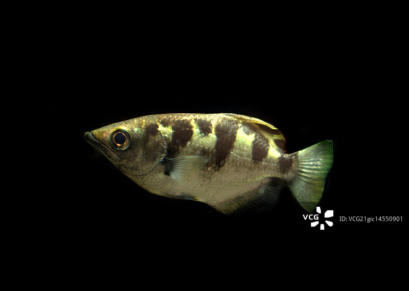 射水鱼图片素材