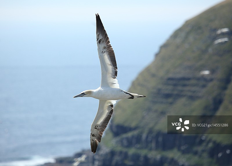 北方塘鹅图片素材