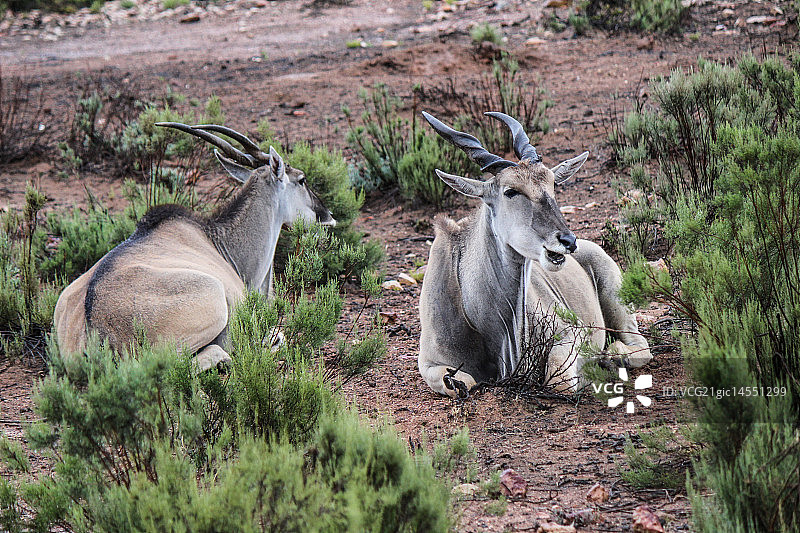 休息中的大羚羊图片素材