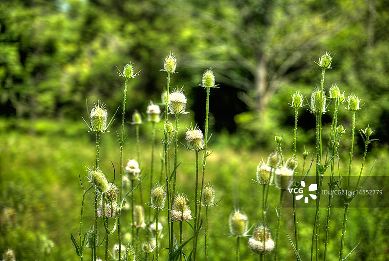 带刺的树篱图片素材