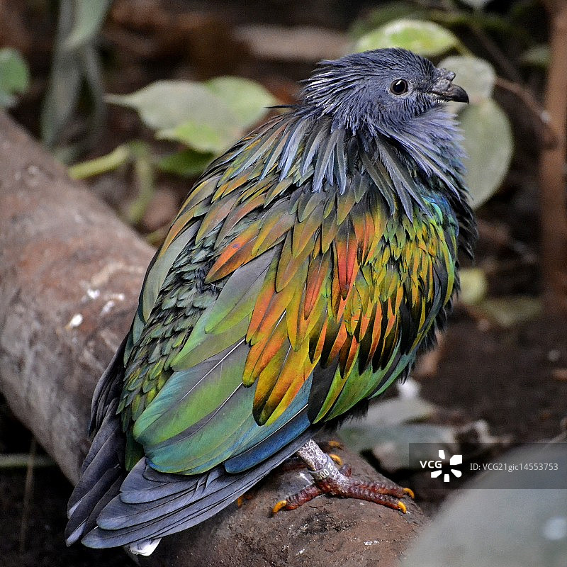尼科巴鸠图片素材