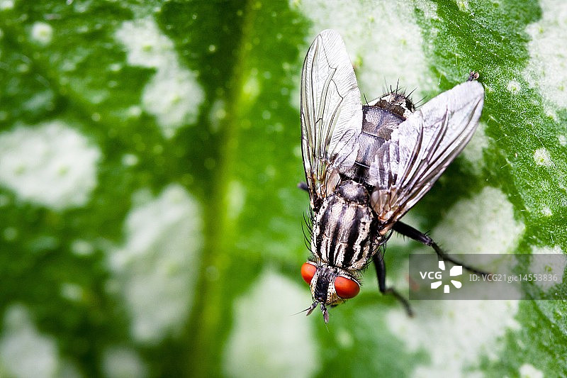 肉蝇图片素材
