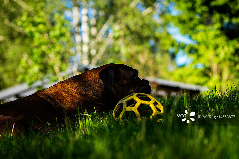 拿着黄色球的拳击手图片素材
