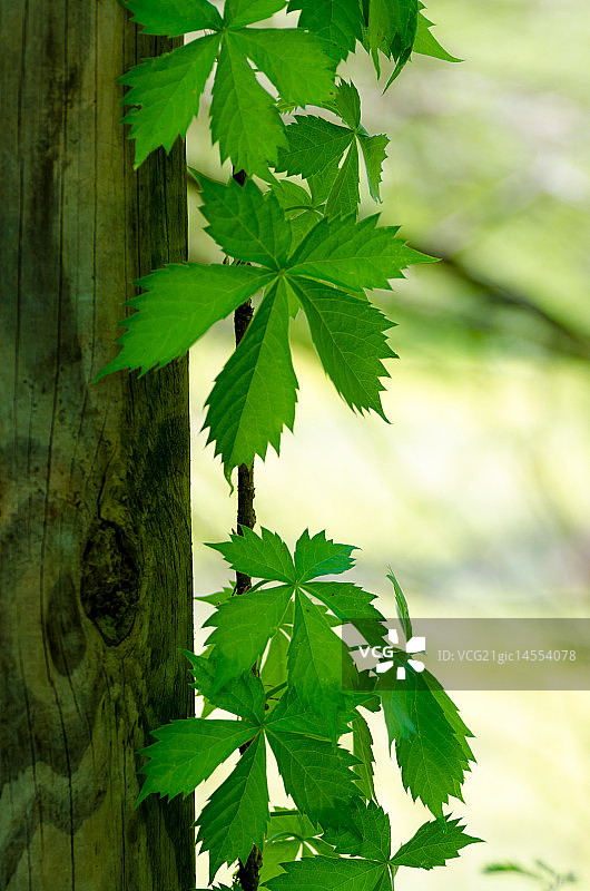 常春藤蔓图片素材