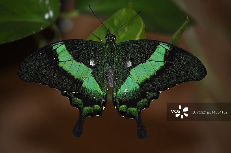 翠绿燕尾图片素材