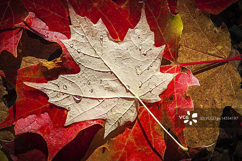 水中的枫叶图片素材