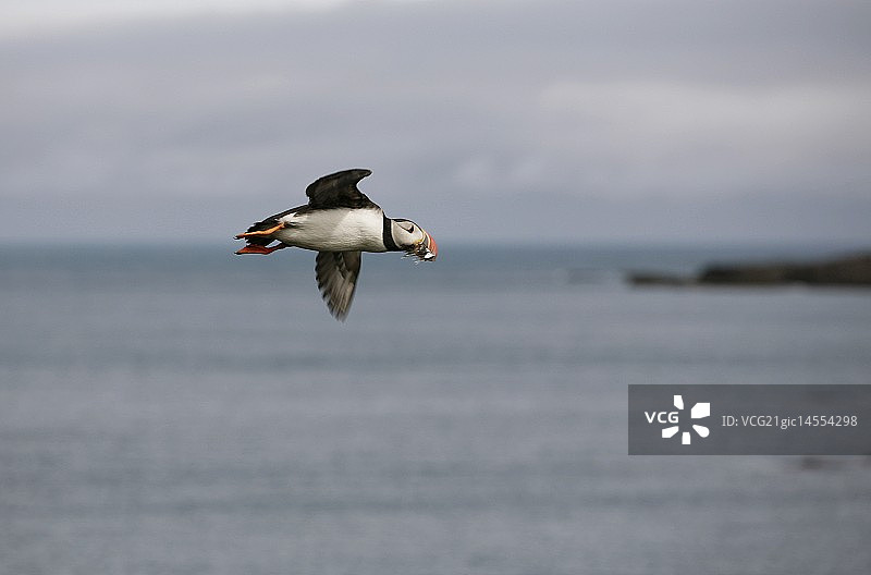 海鹦归巢喂食图片素材