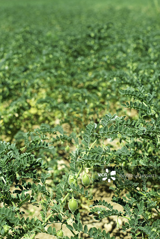鹰嘴豆种植园图片素材