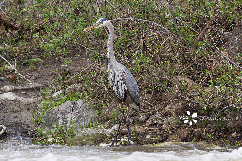 白鹭苍鹭野生动物飞鸟图片素材