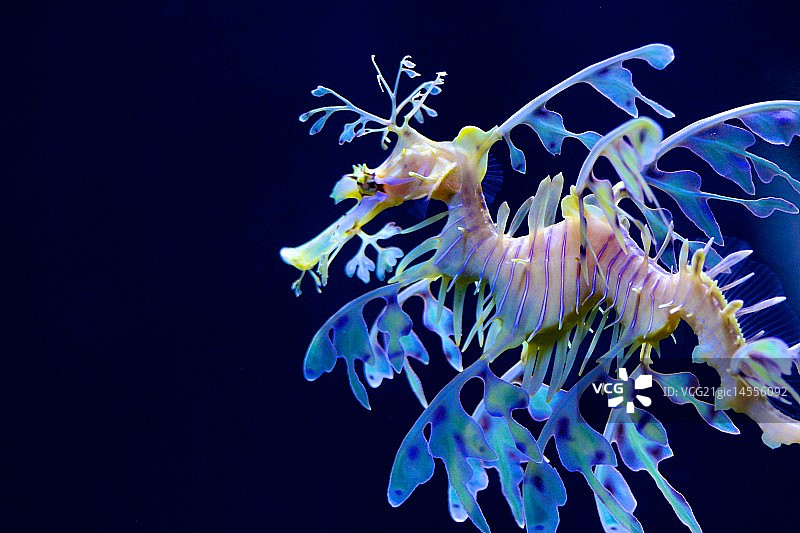 海洋之梦图片素材