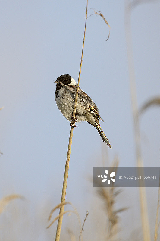 芦苇鹀图片素材