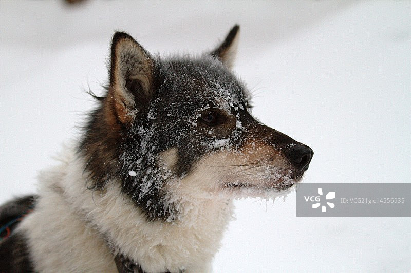 雪橇犬图片素材
