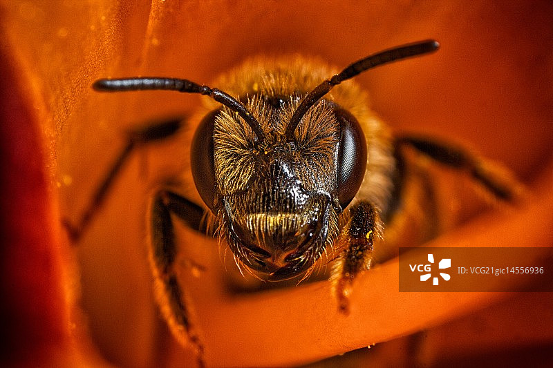 老虎百合花上的蜜蜂图片素材
