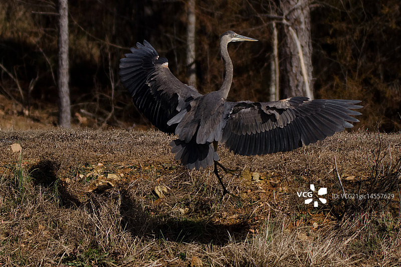 苍鹭降落图片素材