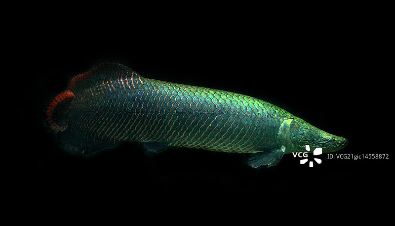 巨骨舌鱼图片素材