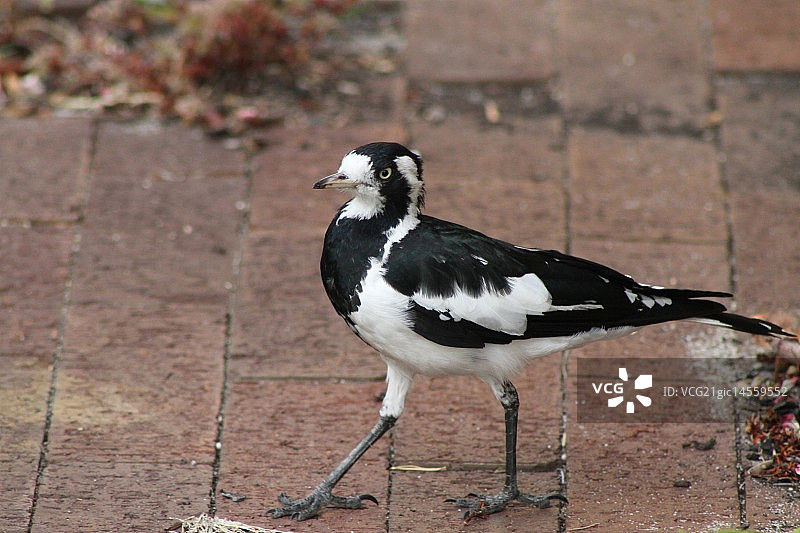 摆姿势图片素材