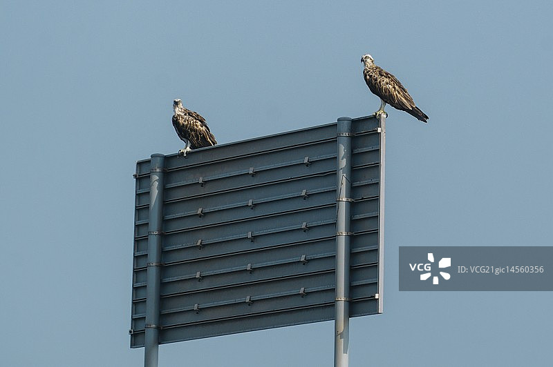 海鹰情侣图片素材