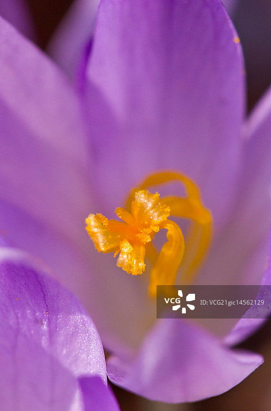 番红花属图片素材