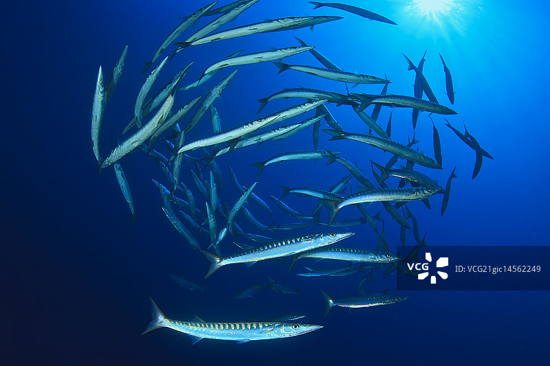 梭鱼球图片素材