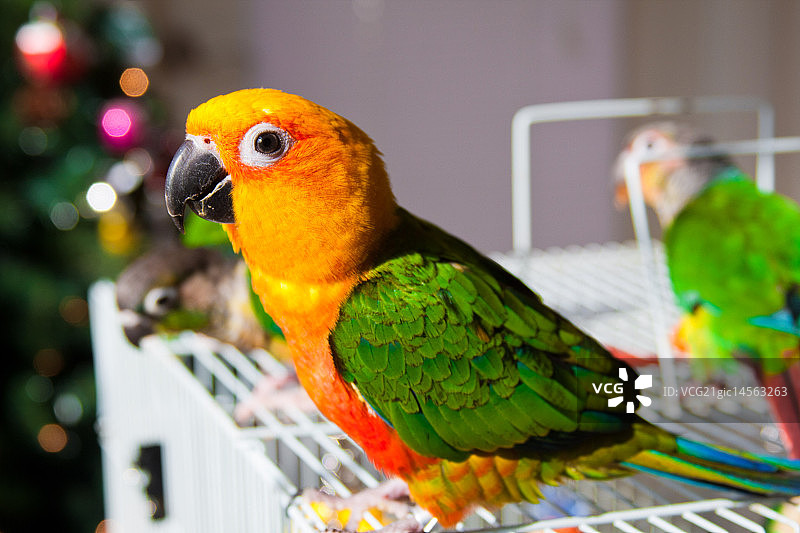 太阳锥尾鹦哥图片素材
