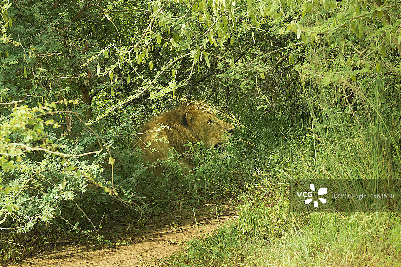 乌干达图片素材