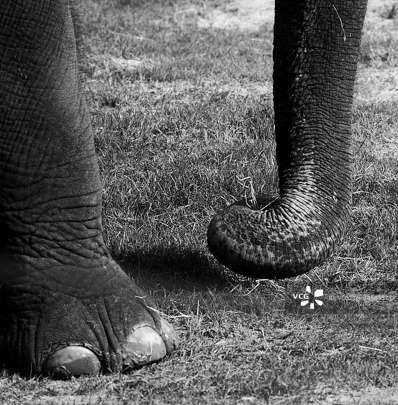 抓住稻草图片素材