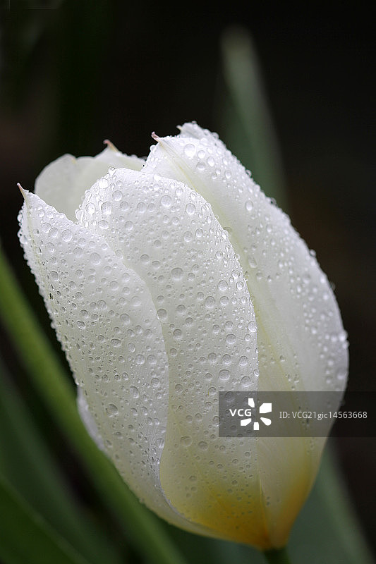 雨中的白色花朵图片素材