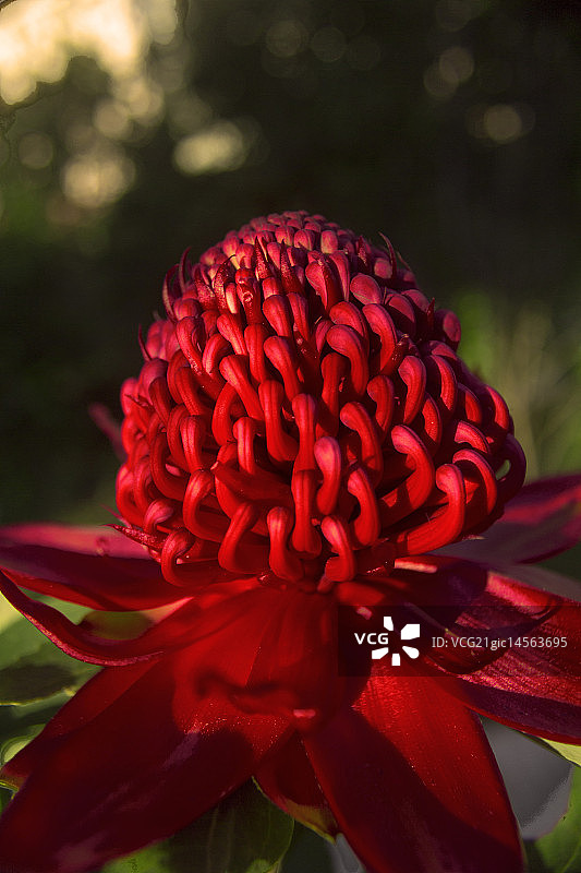帝王花I图片素材