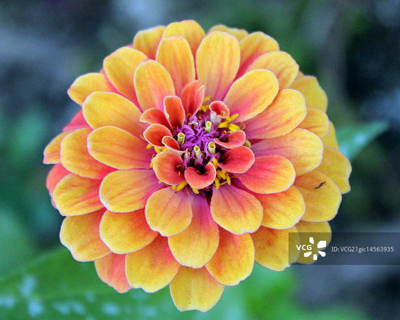 日出时分的百日草图片素材