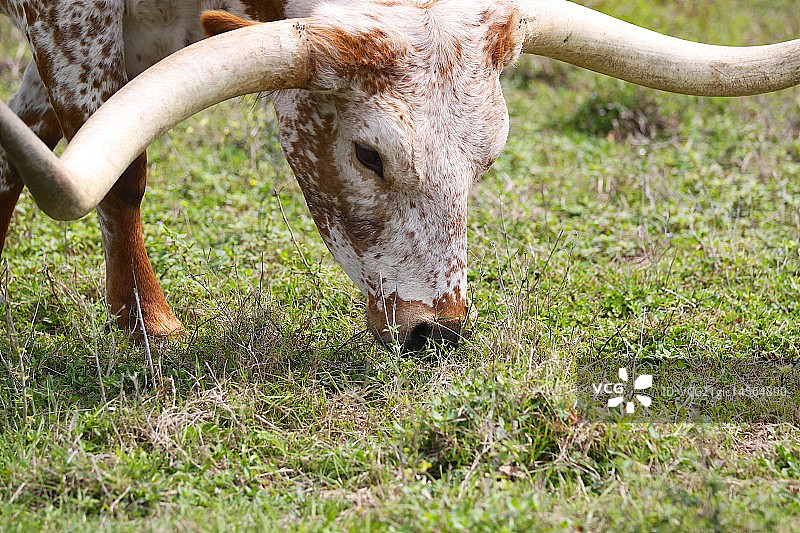 得克萨斯长角牛图片素材