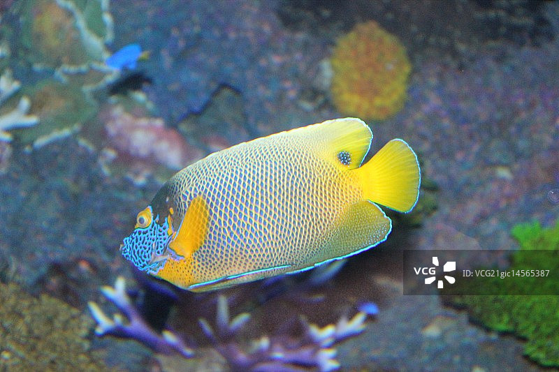 彩色鱼图片素材