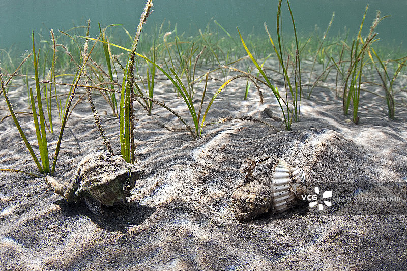 软体动物捕食软体动物图片素材