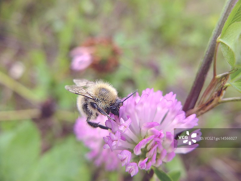 大黄蜂图片素材