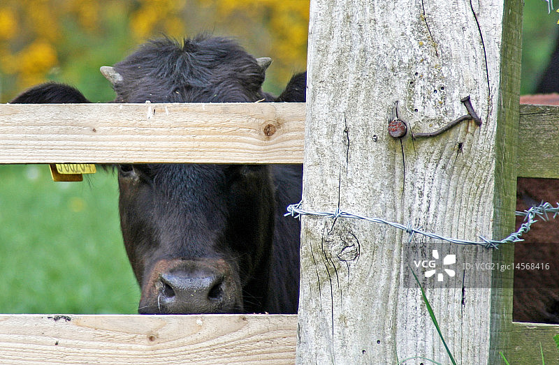 围栏后的公牛图片素材