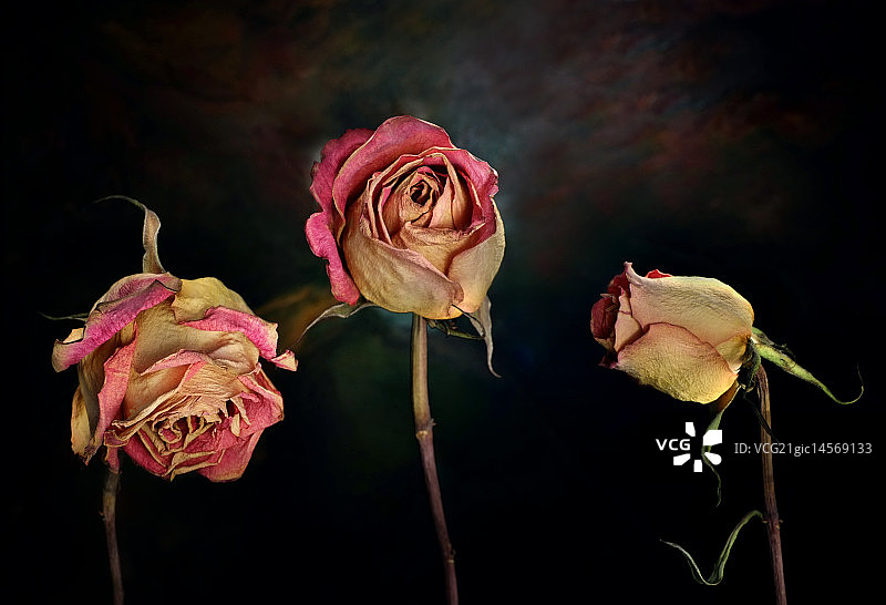 黑色背景下玫瑰的特写镜头图片素材