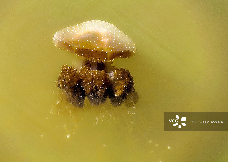 白色斑点水母图片素材