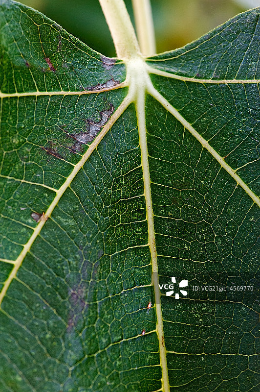 无花果图片素材