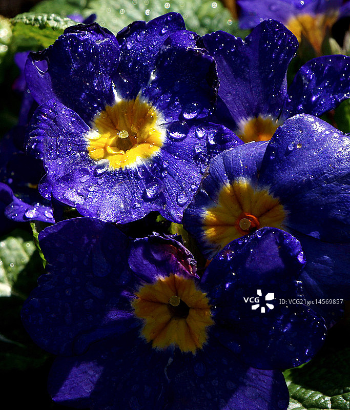 雨后报春花图片素材