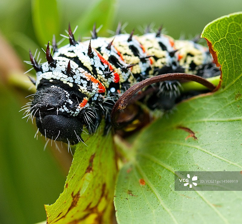 莫帕尼虫图片素材