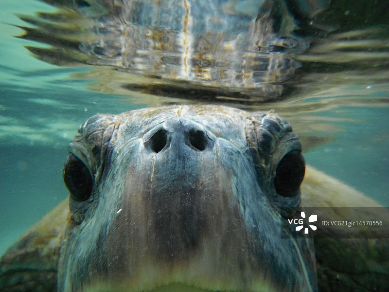 夏威夷的巨型海龟图片素材