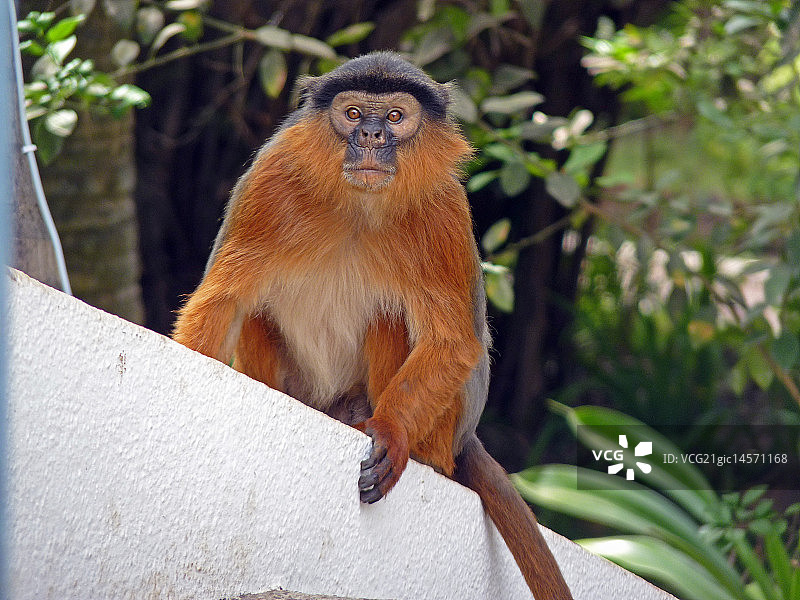 红疣猴图片素材