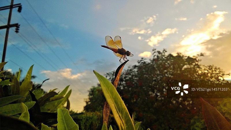 直升机图片素材