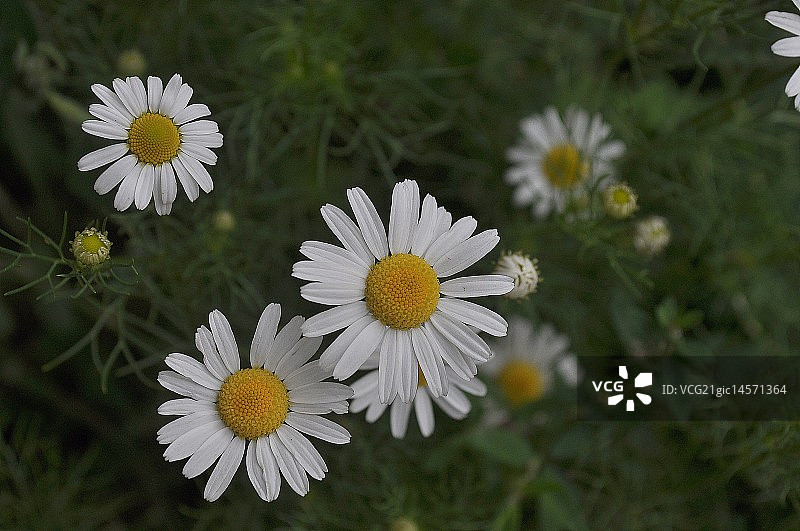 洋甘菊图片素材