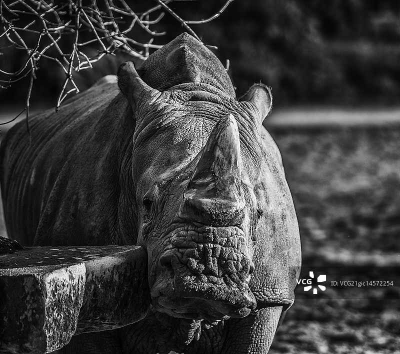 白犀牛图片素材