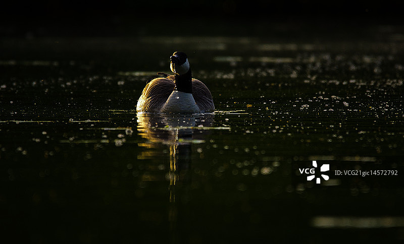 黑额黑雁图片素材
